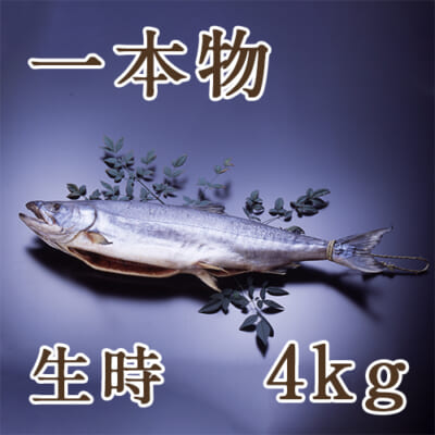塩引き鮭 一本物  生時4kg