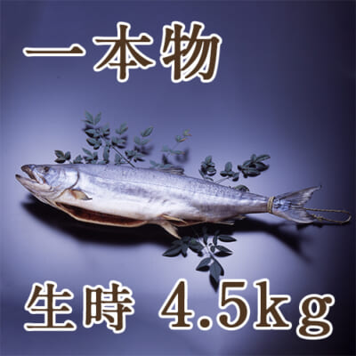 塩引き鮭 一本物  生時4.5kg