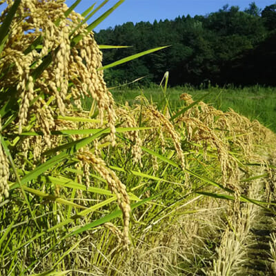 有機肥料をたっぷり使った特別栽培米