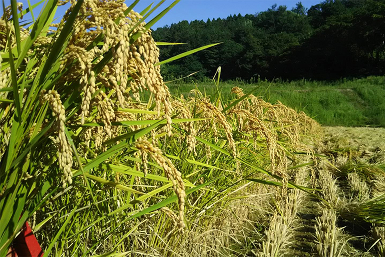 保水性の高い土壌で育つ、特別栽培米