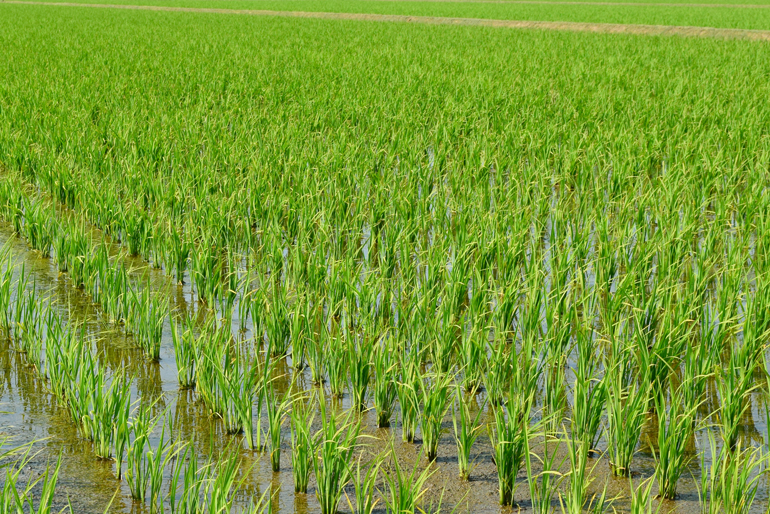 美味しさの秘密は、豊富な水資源