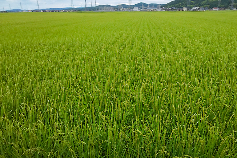 お米専門店の食味検査で高評価！飯塚農園のコシヒカリ