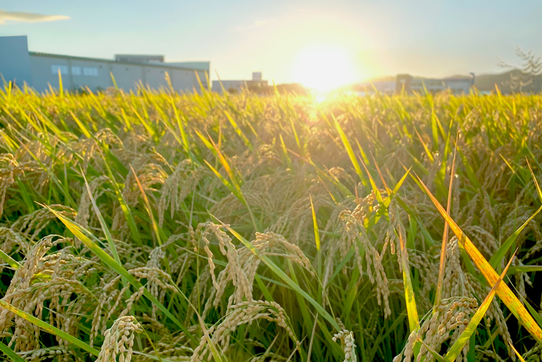 大粒でツヤやかな「新之助」
