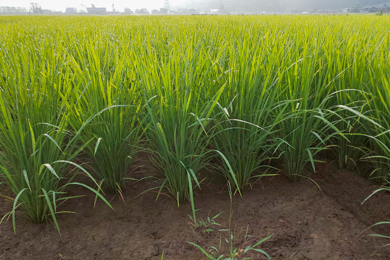 定期的な土壌診断に基づいた土づくり