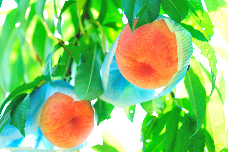 果樹栽培に最適な土壌で育った桃