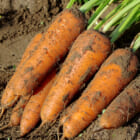 新潟産 にんじん
