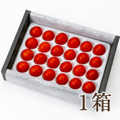 新潟県産ミニトマト「ミライnoドルチェ」1箱（化粧箱入）