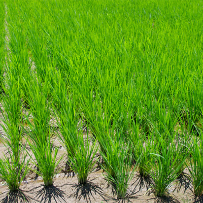 「疎植栽培」で根ハリが良く力強い稲に育てる