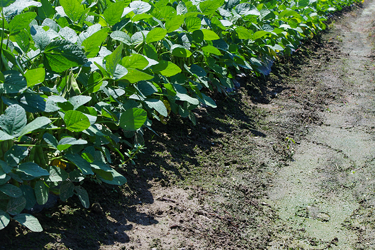 「疎植栽培」で力強い枝豆に育てる