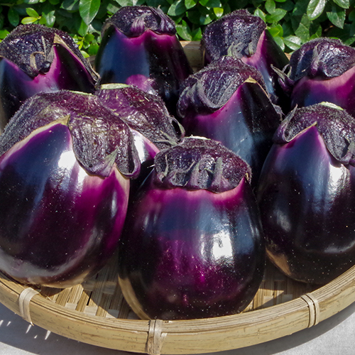 新潟直送計画】新潟県産なす 黒十全茄子 – やまちゃん農園