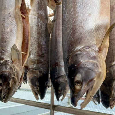「塩引き鮭」を半年間干して熟成した保存食