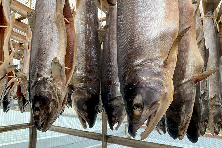 「塩引き鮭」を半年間干して熟成させた保存食