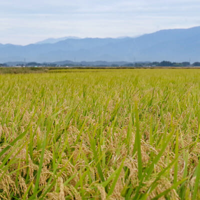 山に囲まれた新発田市での米作り
