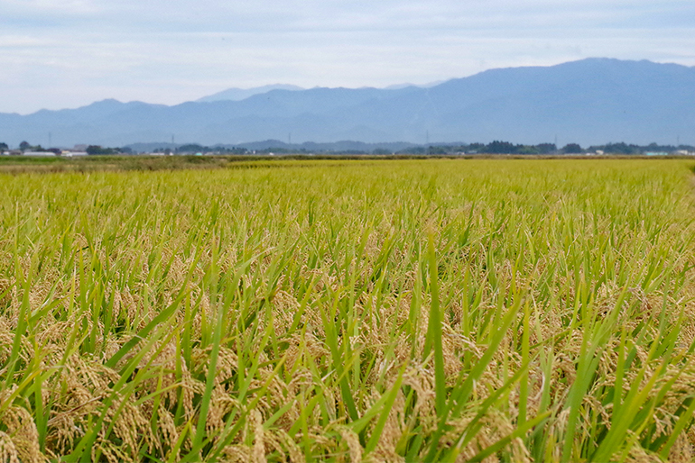 山に囲まれた新発田市での米作り