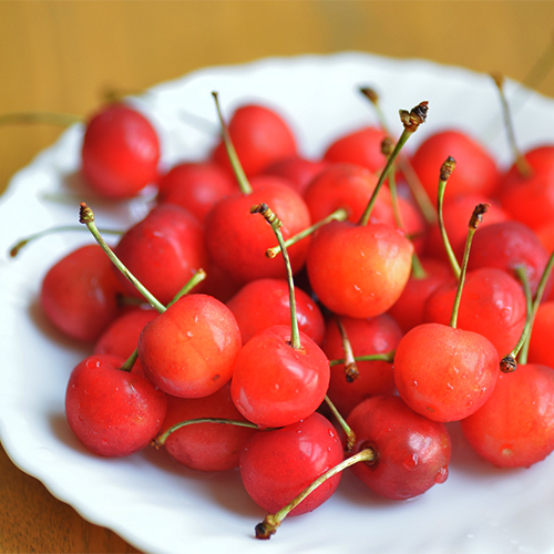 新潟直送計画】新潟産さくらんぼ – にいがたやファーム