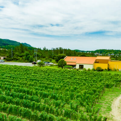 海岸近くに佇むワイン醸造所とぶどう畑