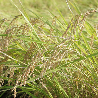特別栽培米を使用しています