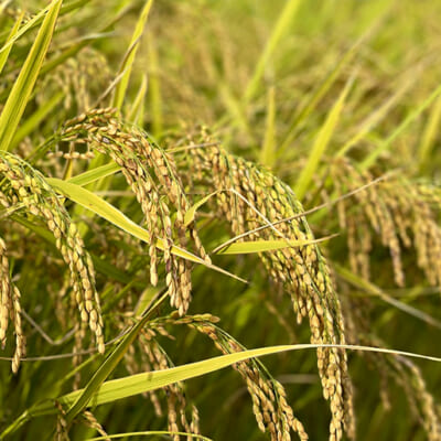 体と自然に優しい特別栽培米