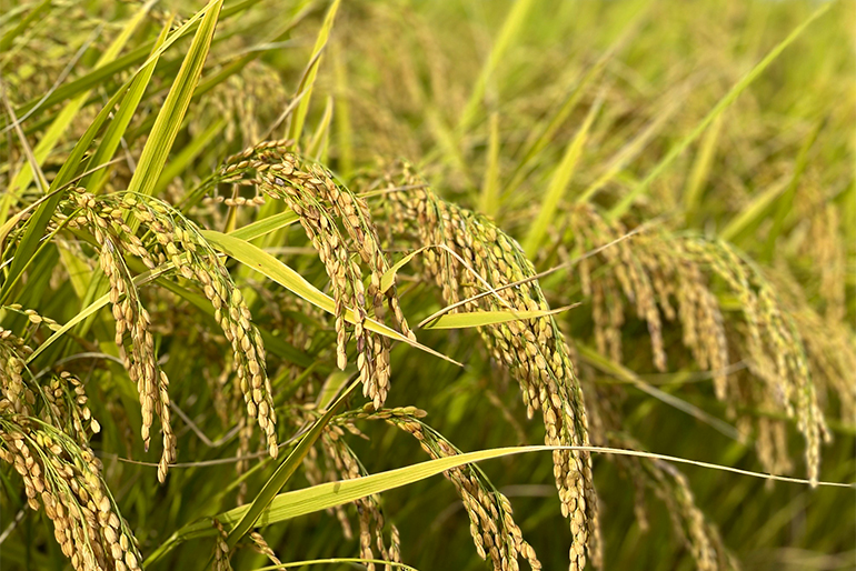 体と自然に優しい特別栽培米