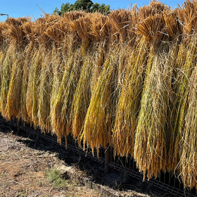 自然の風でじっくり乾燥させた、はざかけ米コシヒカリ