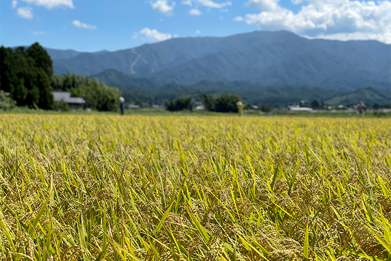 雪解け水の恵みが詰まったお米