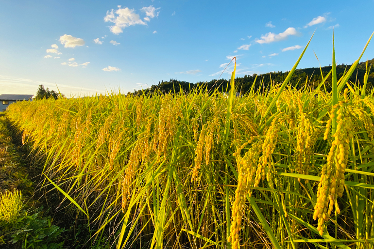 自然と体に優しい特別栽培米コシヒカリ