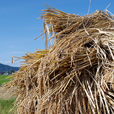 納豆菌を採取する稲藁は、自家栽培している「亀の尾」