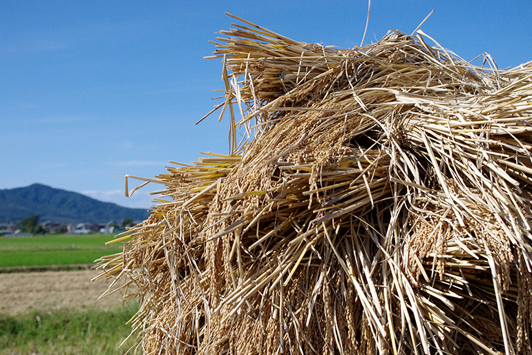 納豆菌を採取する稲藁は、自家栽培している「亀の尾」
