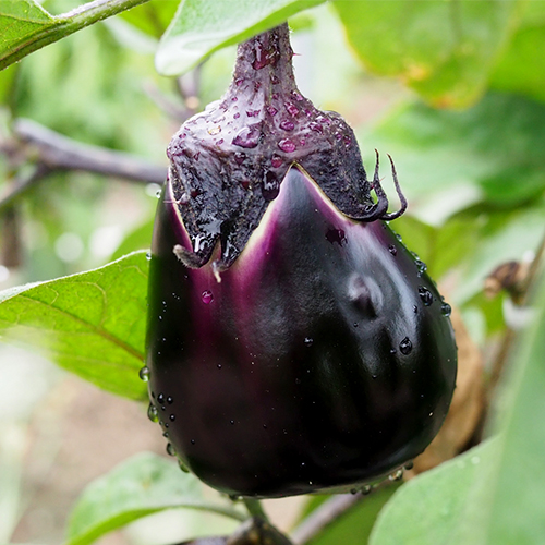 新潟直送計画】長岡産なす 梨茄子（白十全茄子） – しみず農園