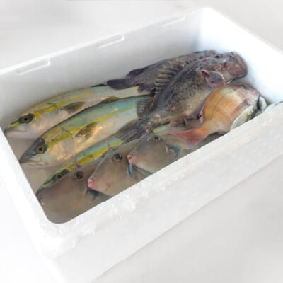 冬のおまかせ鮮魚セット 3kg