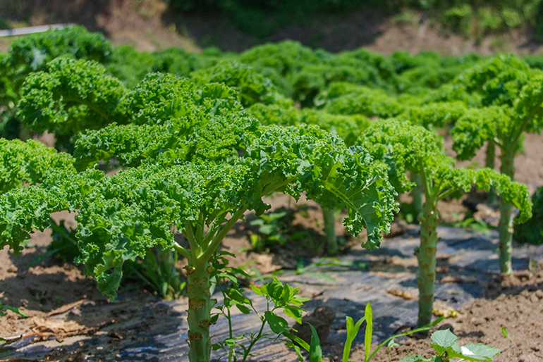 砂丘地の広がる赤塚地区で栽培された野菜