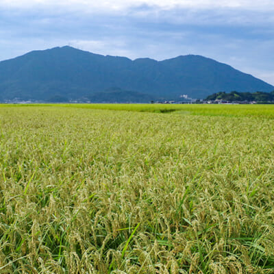 稲作に適した土壌が広がる、弥彦山の麓で育ったお米