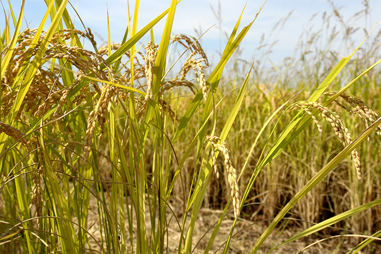 お米本来の旨味を感じる特別栽培米