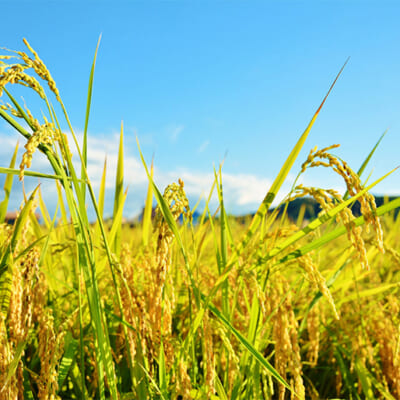 稲作に最適な環境で育つ、魚沼産コシヒカリ
