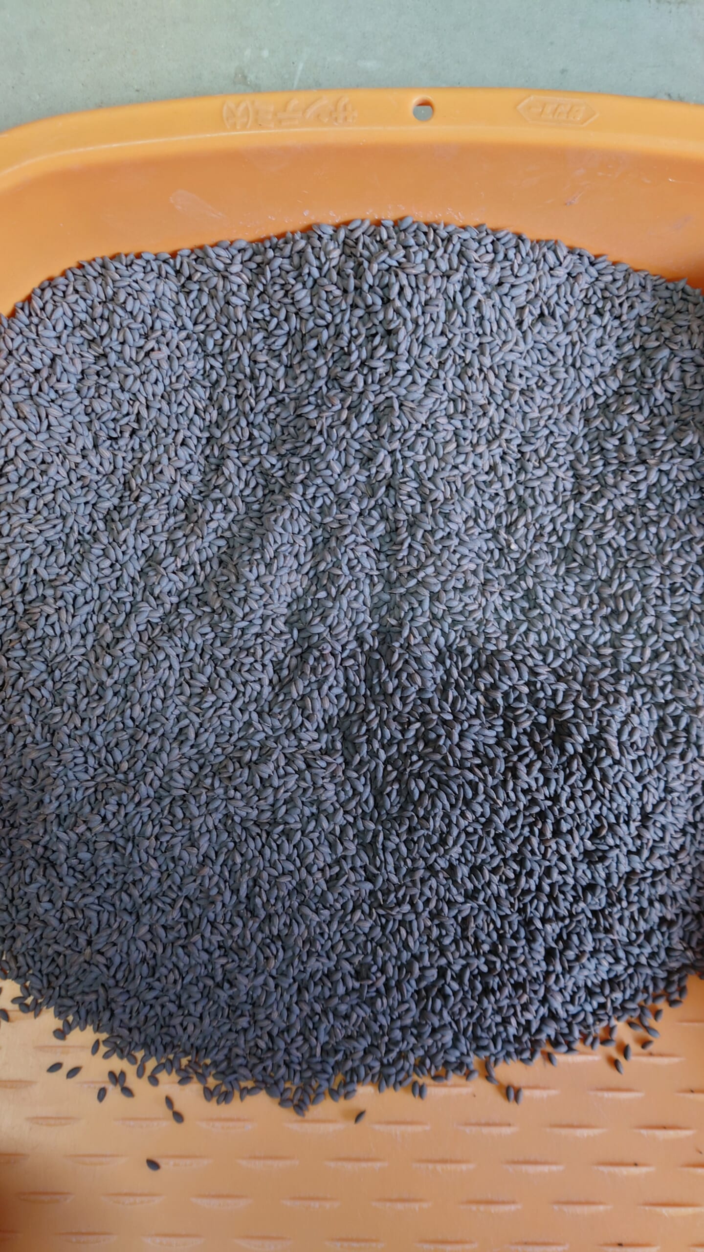 鉄コーティングした種籾。専用の鉄粉・焼石膏をまぶして乾燥させて、田んぼに直接播種する技術。