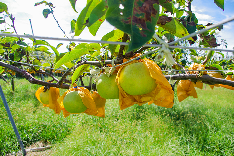 徹底した新梢管理で健康な果樹を育てる