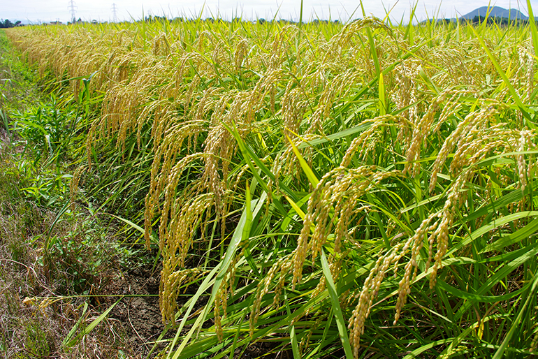 有機質肥料を活用した特別栽培米