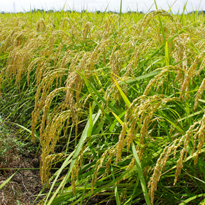 循環型農業で作る「特別栽培米」