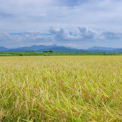ミネラル豊富な雪解け水を「掛け流し」