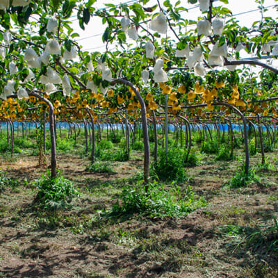 健康な果樹を育てる「ジョイント栽培」
