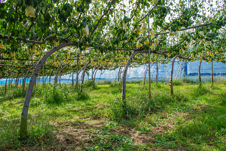 「ジョイント栽培」で健康な果樹を育てる