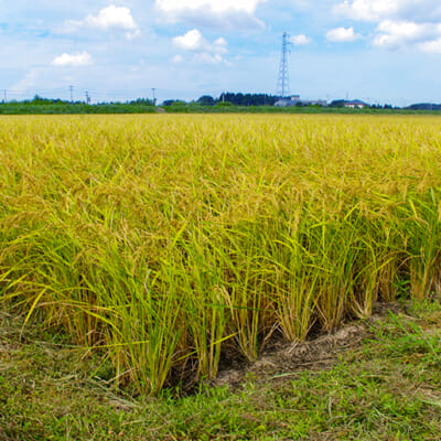 広い株間は、稲作に最適な環境です