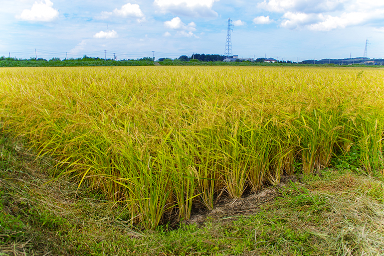広い株間は、稲作に最適な環境