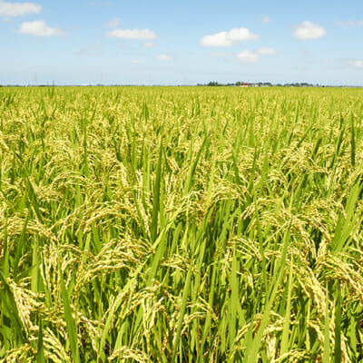 新潟平野が育む、おいしいお米