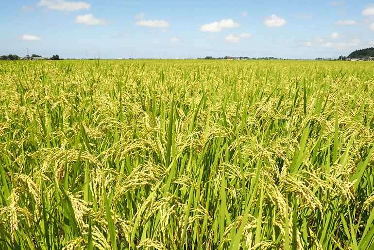 新潟平野が育む、おいしいお米
