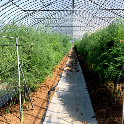農薬や化学肥料に頼らないアスパラガス栽培