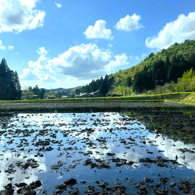 山から流れる「天水」のみで育てています！