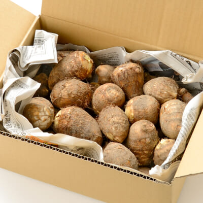 新潟県産 里芋 2.5kg