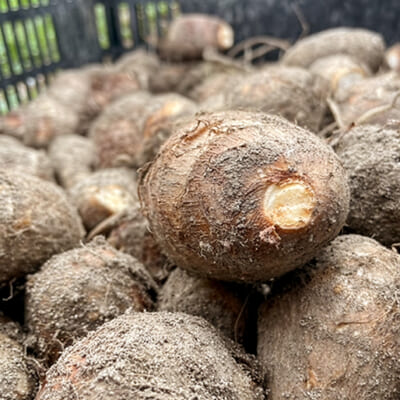 乾燥防止・鮮度保持のため、土付きでお届け