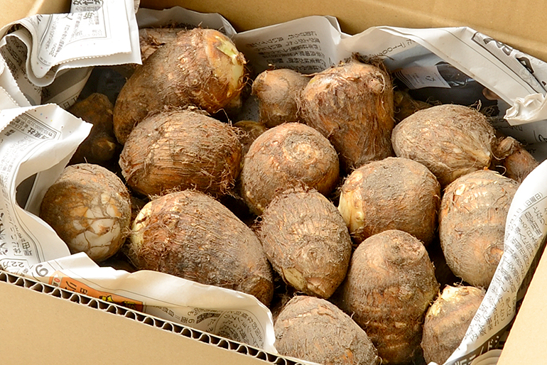 新鮮な里芋を土が付いたままお届け！